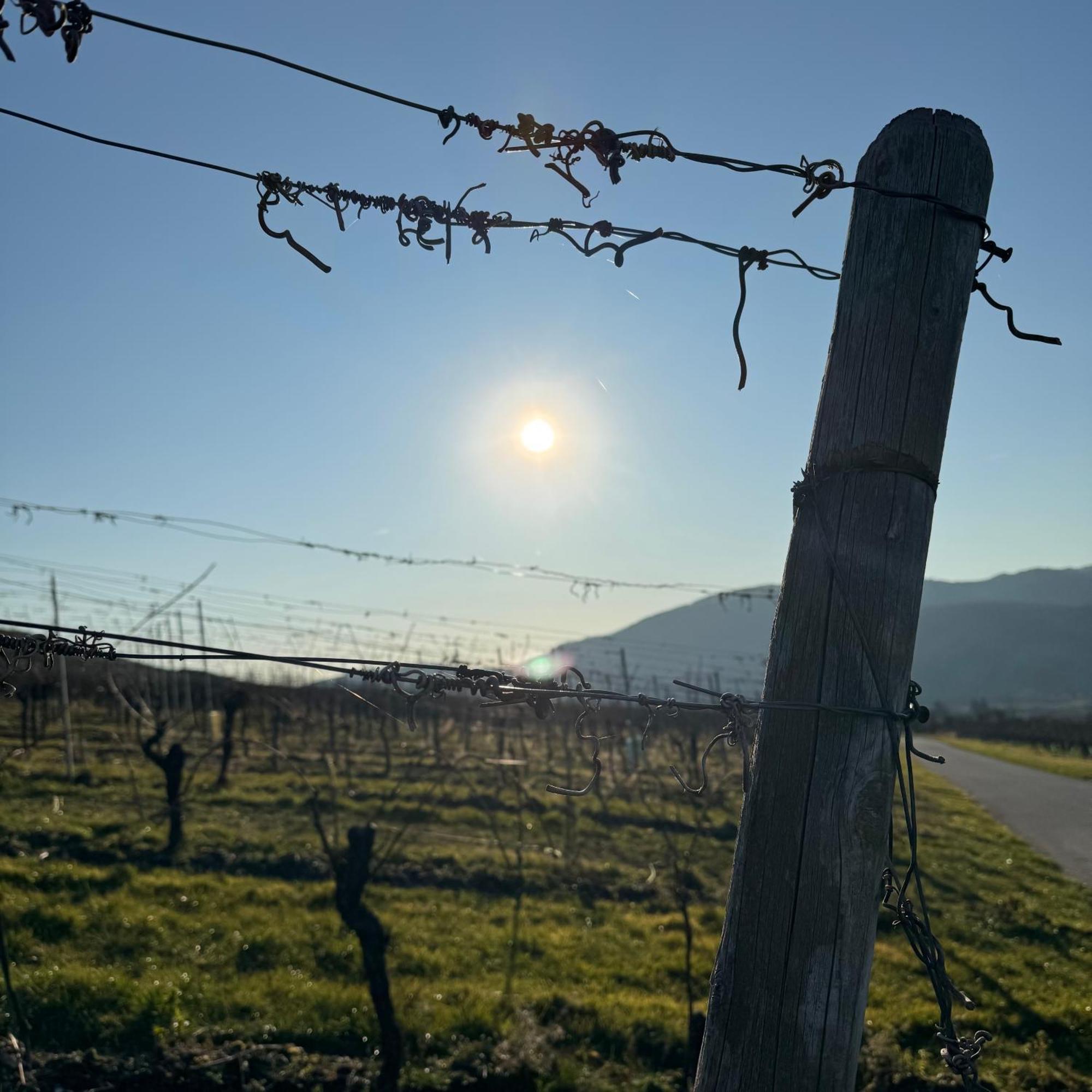 Weingut Tiliahof Bed and Breakfast Brauneberg Exteriör bild